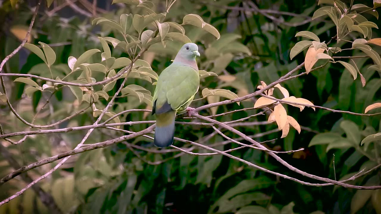 Farrow & Ball Modern Treron No.292 Matt Emulsion paint, 2.5L Farrow & Ball Modern Treron No.292 Matt Emulsion Paint, 2.5L -Home Paint Store farrow ball modern treron no 292 matt emulsion paint 2 5l5029496889222 lcl en